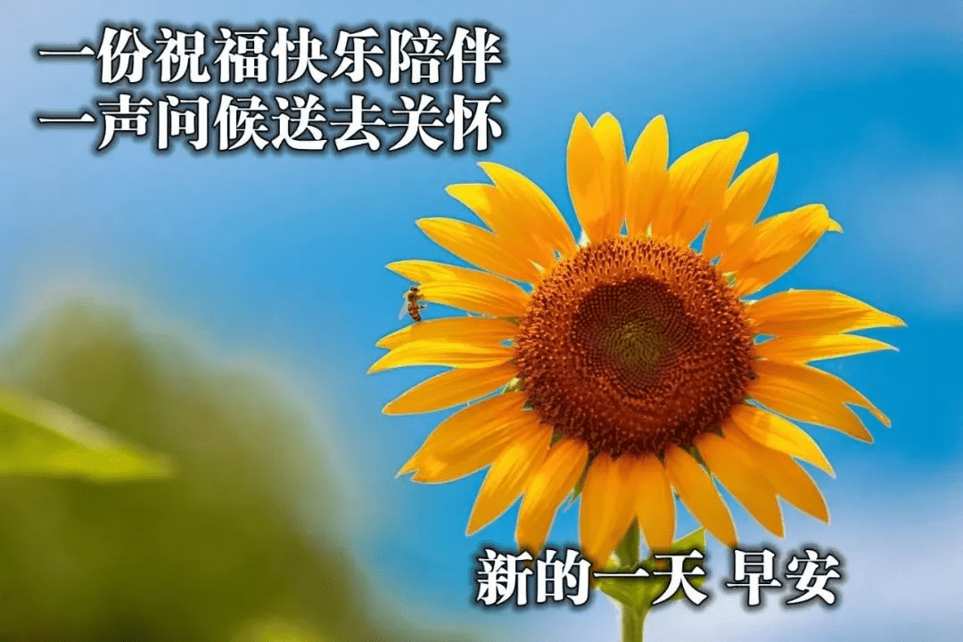 最美的早上好图片,适合发朋友圈的早安祝福语-搜狐大视野-搜狐新闻