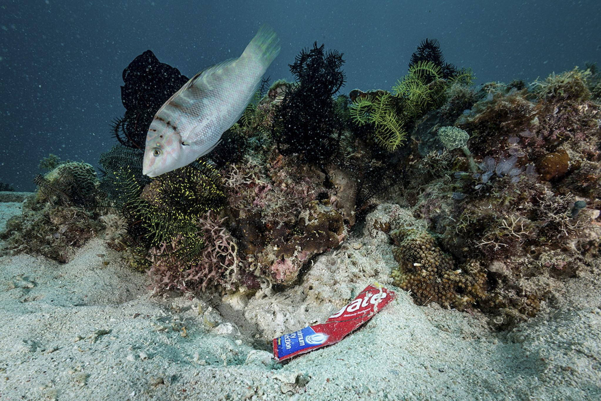 海洋垃圾之殤,每年海中850萬噸垃圾流向何處?無數動物因此喪命_塑料