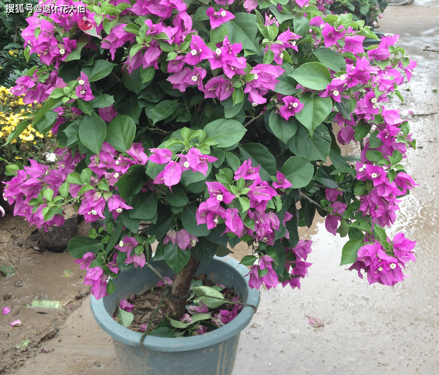 精品三角梅室内外盆栽 82a5556a8cc04b5c881da922b91ac1e7.png