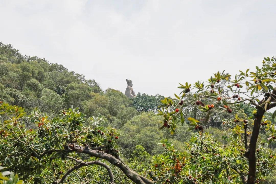 酸酸甜甜厦门这处杨梅园抢先上市啦