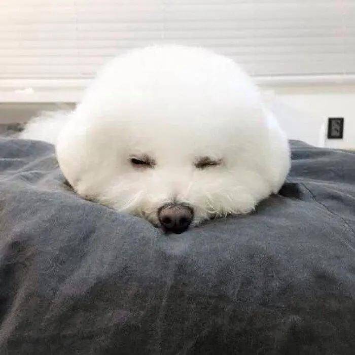 狗狗反复 腰 命 面对屡见不鲜的腰椎疾病 应该如何救治与护理 椎间盘