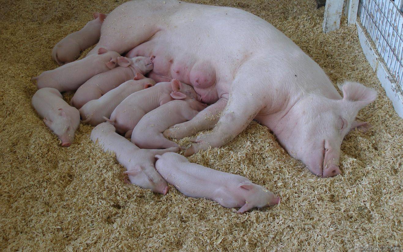 母猪产小猪的全过程图片