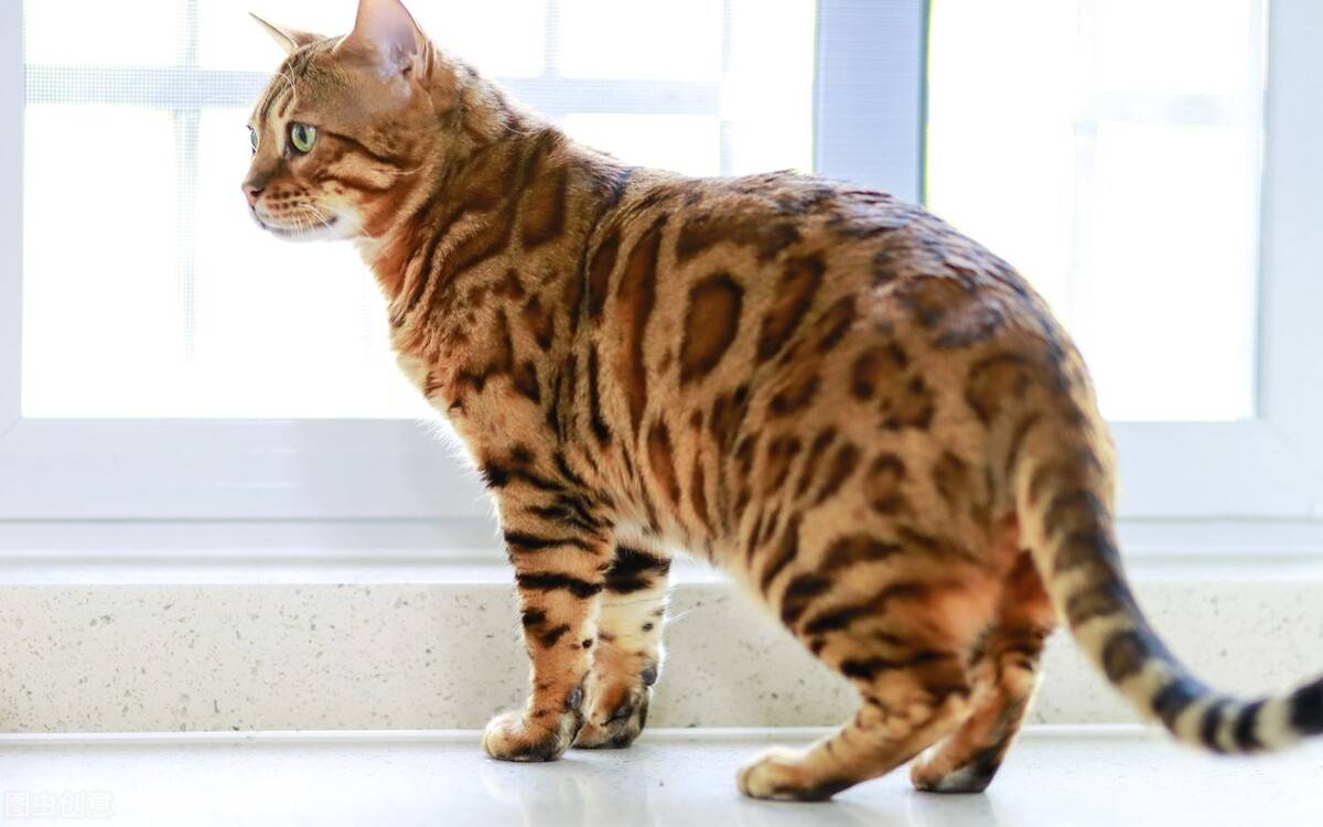 孟加拉豹猫一只图片