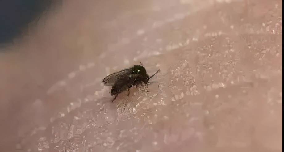 原创深圳天气预报高温雷雨8级大风深圳下雨还下虫