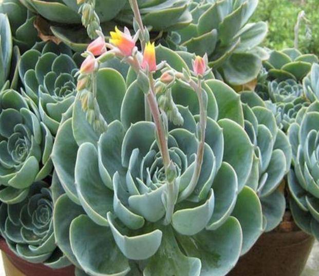 原创多肉玉蝶怎么养记住几点一小棵长成根系发达多头的漂亮老桩