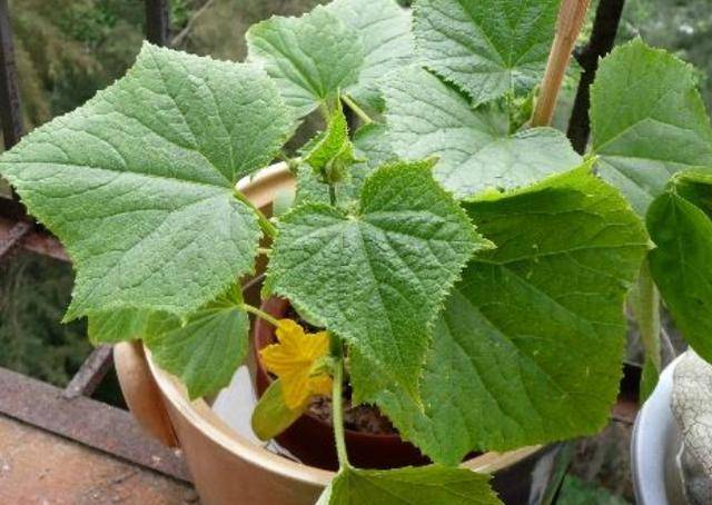 原创怎样养盆栽黄瓜,做好几点,苗壮花多,挂果率高吃不完