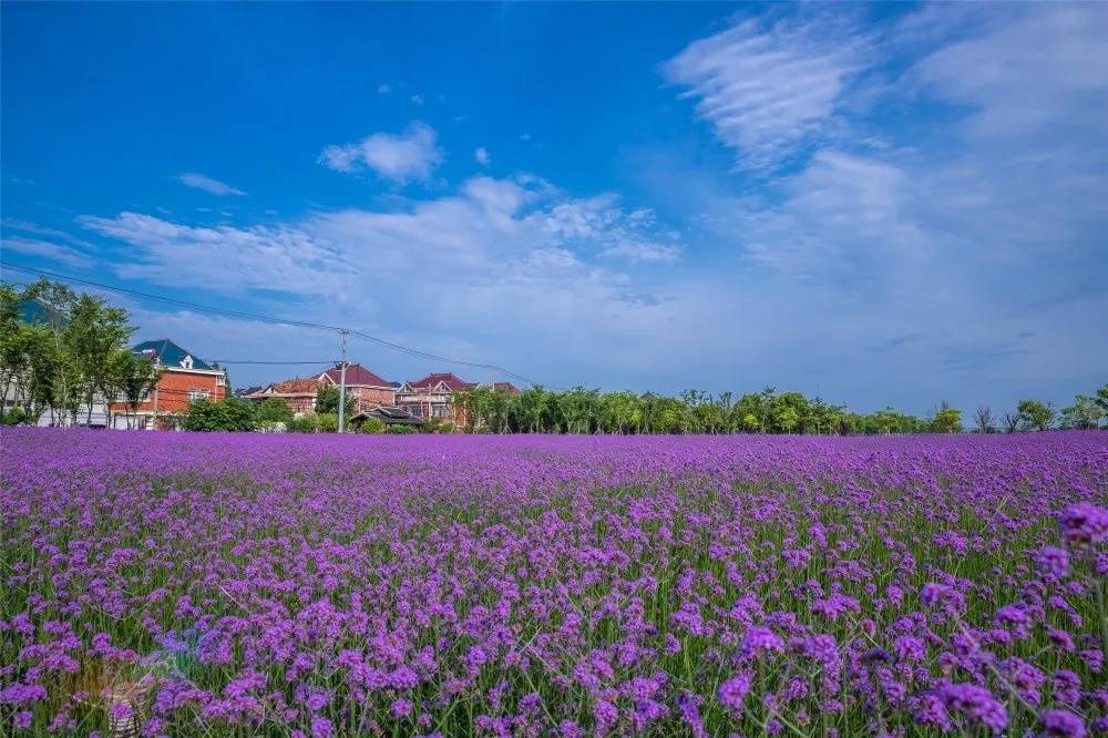 宝山这片紫色花海如期而至 快来拍摄美照吧 环球公益之声