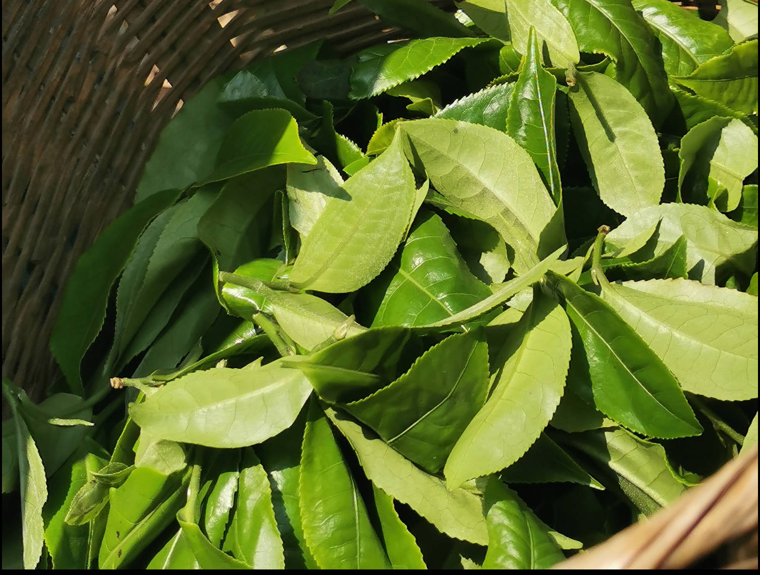 天下一品茗的临沧邦东古树茶(以忙麓山昔归为例)到底好在哪里?