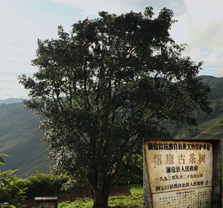 普洱茶最大的集散地——普洱茶区_茶树