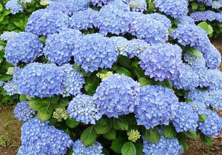 3种"女神花"值得拥有,一年长成花墙,四季花开不断,盆栽也可以