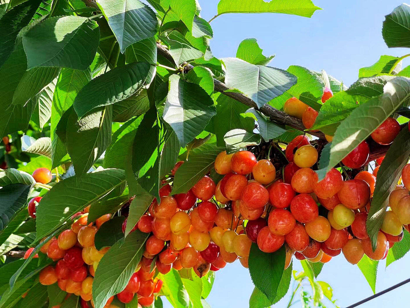 社共同承办2021年陕西水果网络特色季樱桃节暨铜川大樱桃产销对接系列