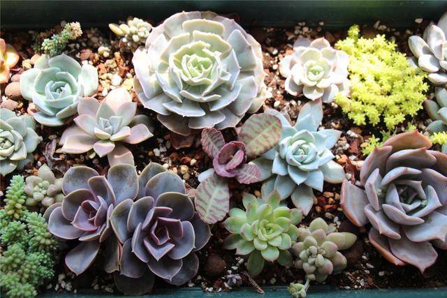 怎么养多肉又肥又大 01a4f9eeba854b3caa634d1d25c5def2.jpeg