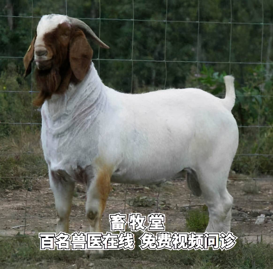 羊虱病如何预防及治疗?