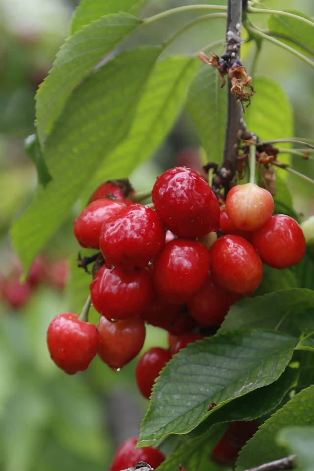 樱为有你不约而铜2021铜川樱桃采摘攻略火速看过来啦