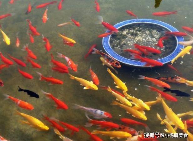 大家怎么养金鱼 a7bc7d08f8dc4fa08c97284ad60d18b5.jpeg