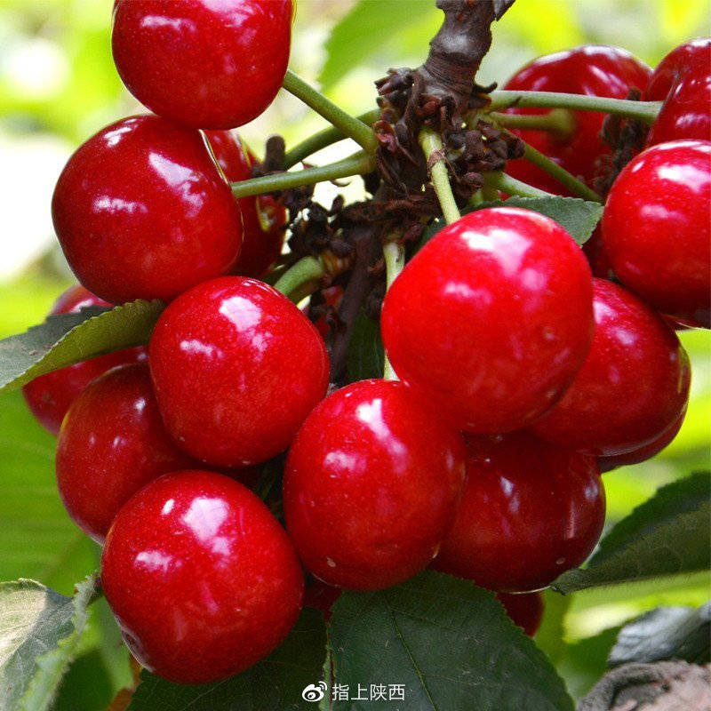 孟夏之日樱果飘香最新铜川樱桃采摘攻略来啦
