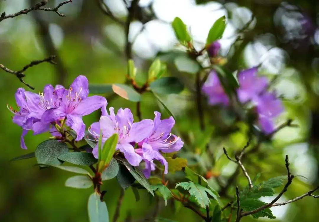 摄影师镜头下的尧山杜鹃是什么样子