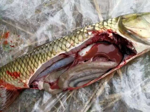 草鱼肝胆病高发!如何提高成活率,保收益?看看下面几点!