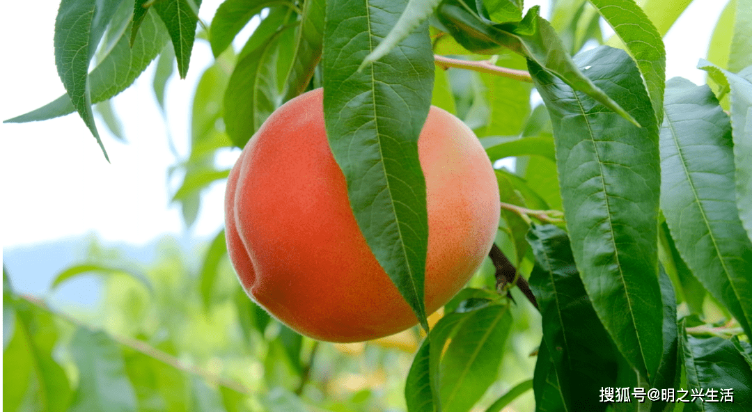 蜜桃飘香明之兴简阳云龙镇高端桃类果园丰收正当时