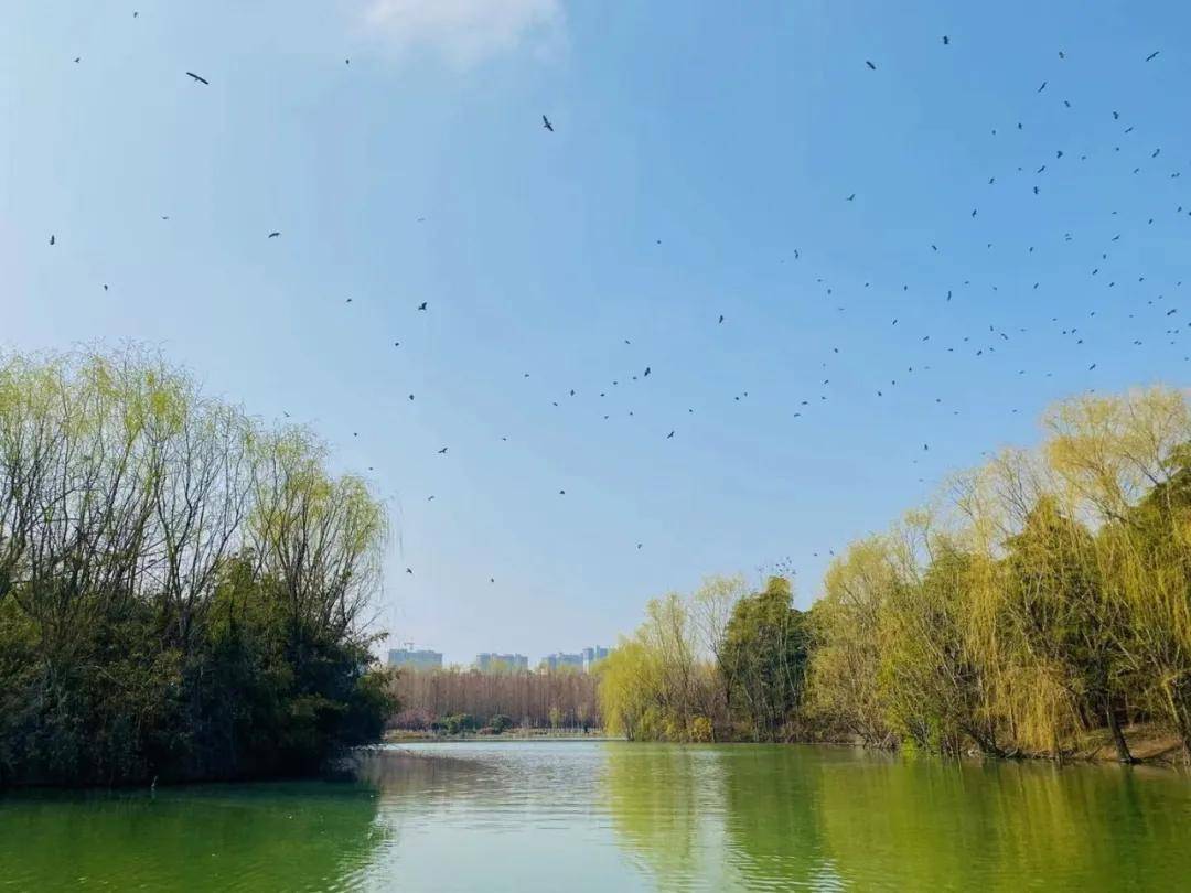 邳州園林丨沙溝湖水杉公園竟藏著兩座