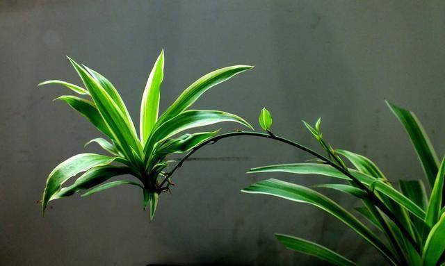 养吊兰摆放在哪里最好这样做3个月长爆盆匍匐茎特别多