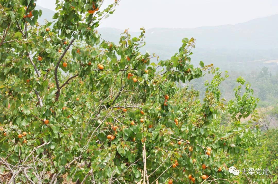 禹州具茨山杏福来敲门无梁镇第二届具茨山金杏采摘节开始