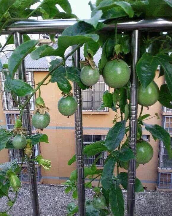 虽然家庭种百香果可以用种子播种,但是播种后,发芽到长大开花,过程