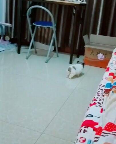怎么训练狗狗进窝睡觉 7bdb96d794c644dfa2e72d1feb3cd0bb.jpeg
