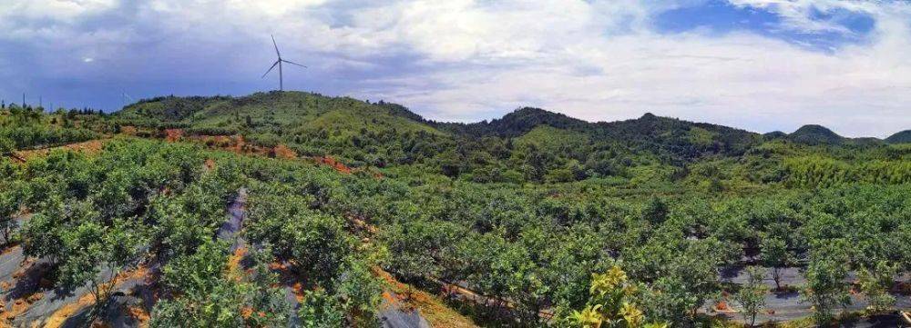 找连州"蓝"朋友,一起"莓"烦恼!_种植