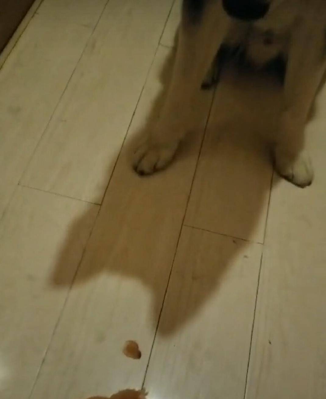 怎么教狗狗不捡地上的东西 a433da3c53524f9590a7d333f9462a3a.jpeg