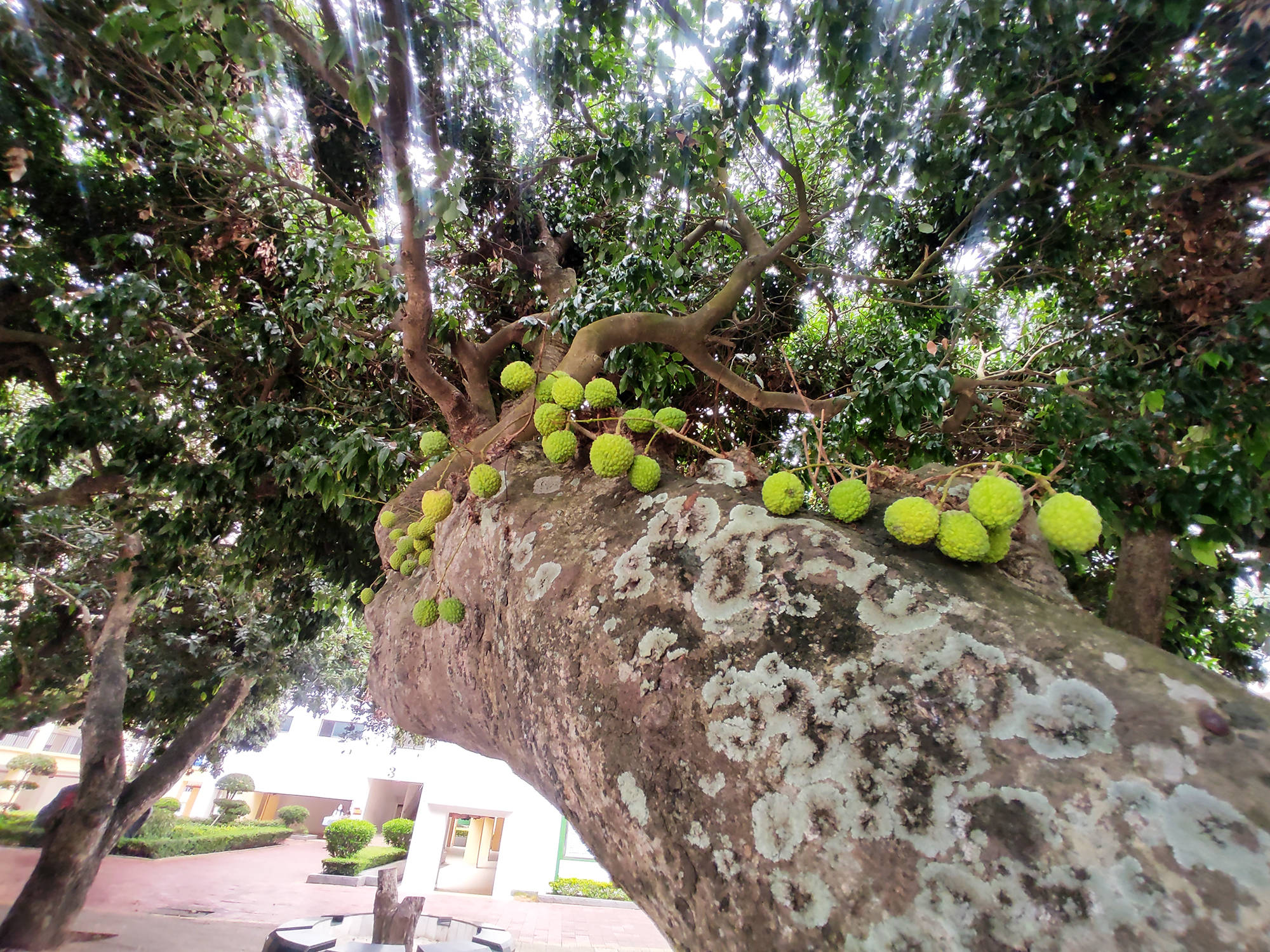 原创罕见北海市中心这里竟然生长着几十棵近百年的古荔枝树
