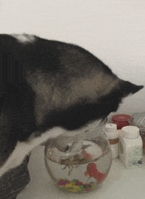 原创哈士奇想吃金鱼趁主人不注意把嘴伸进鱼缸主人看到后却乐坏了