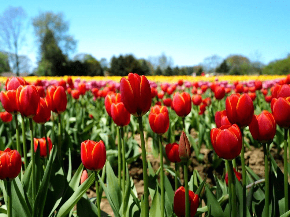 绝美风景!加拿大安大略省郁金香怒放