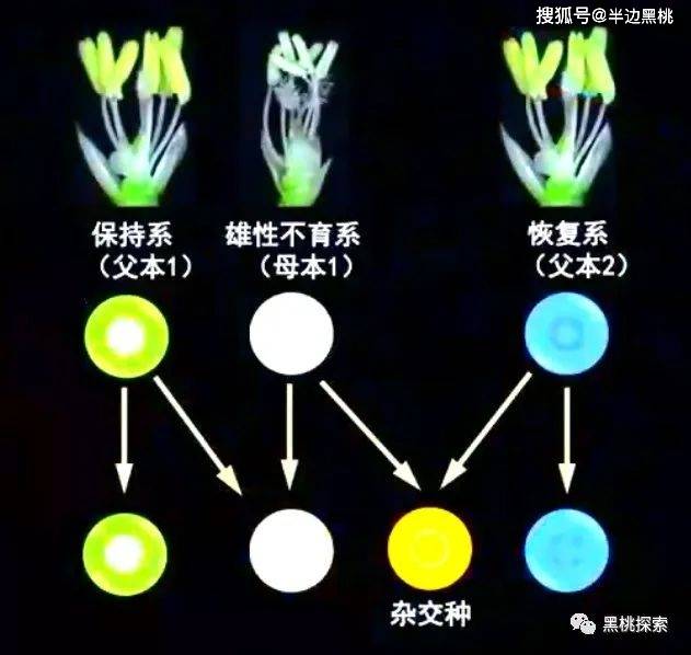 袁隆平的三系雜交水稻技術讓糧食產量大增它的原理是什麼