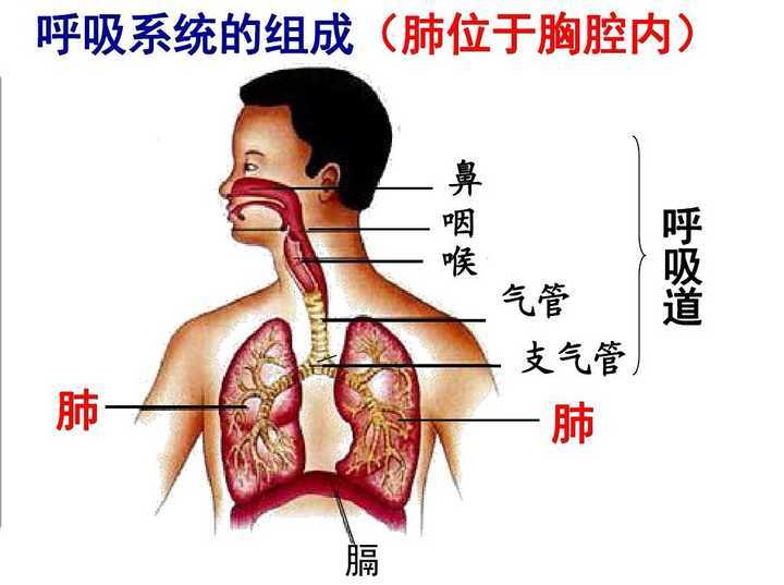 气管,肺部,然而最近有日本科学家研究证明,直肠也可以用来呼吸