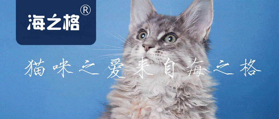 精油Spa？私人飞机？猫咪到底需要什么？_海之格