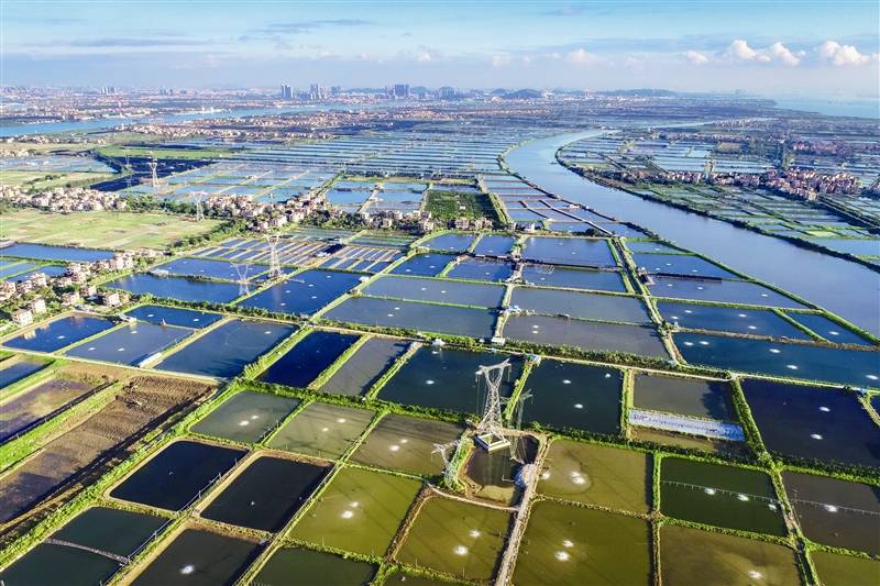 番禺一季度全区渔业总产值逾8亿元!