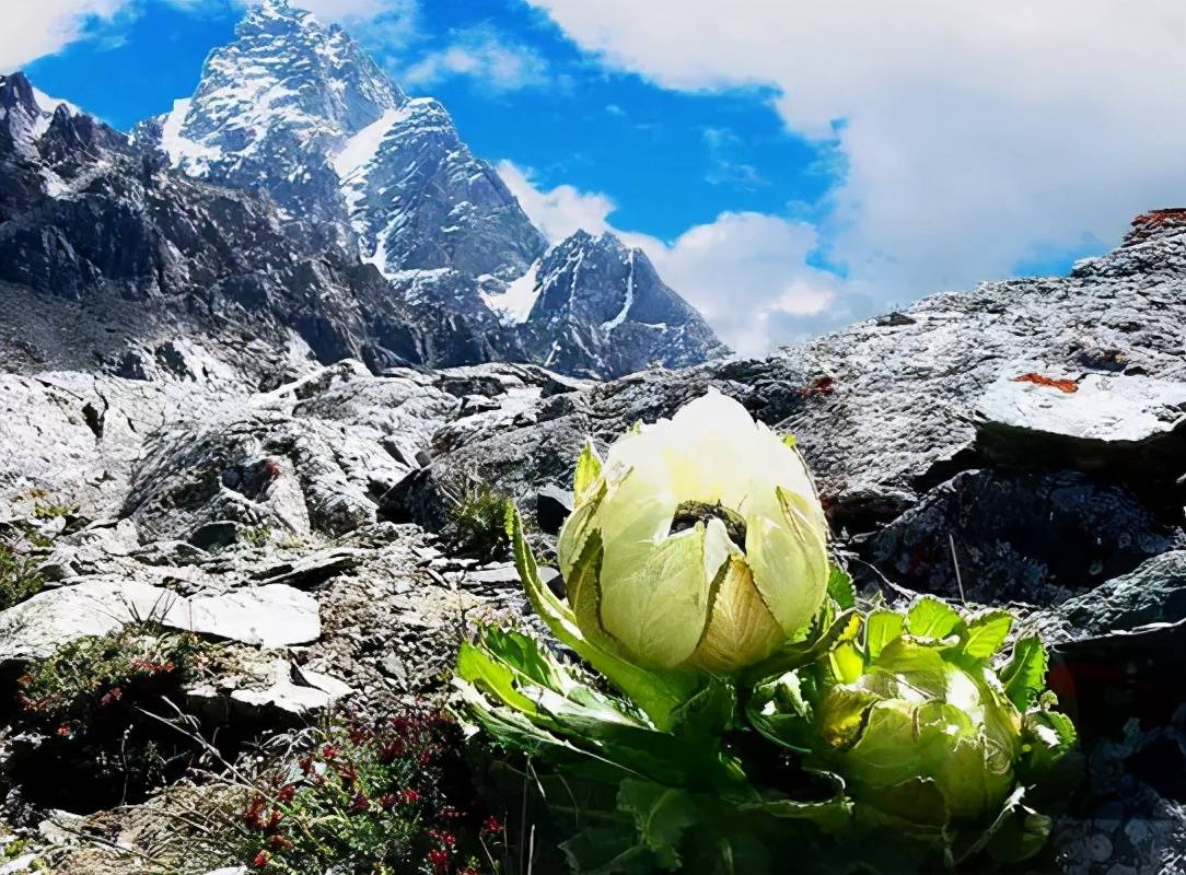 千年雪莲花图片大全图片