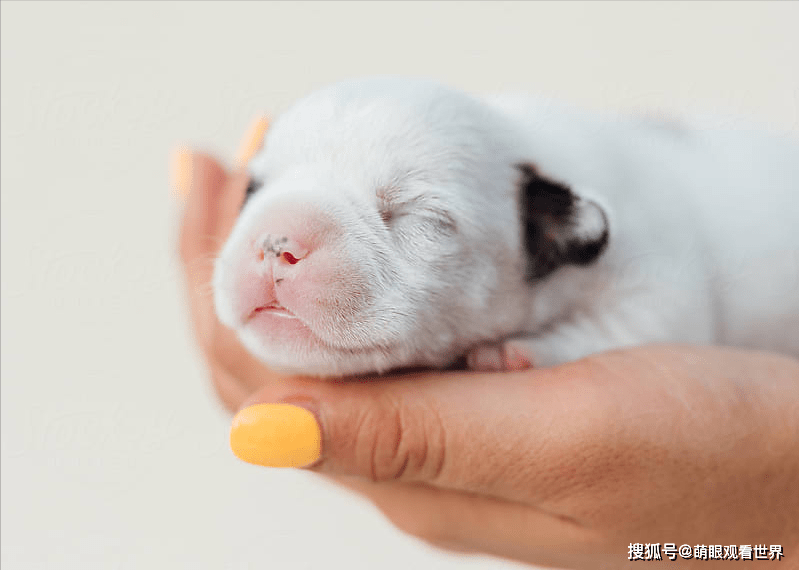 雪鼻 红鼻子的狗就表示不是纯种狗 谣言 变化