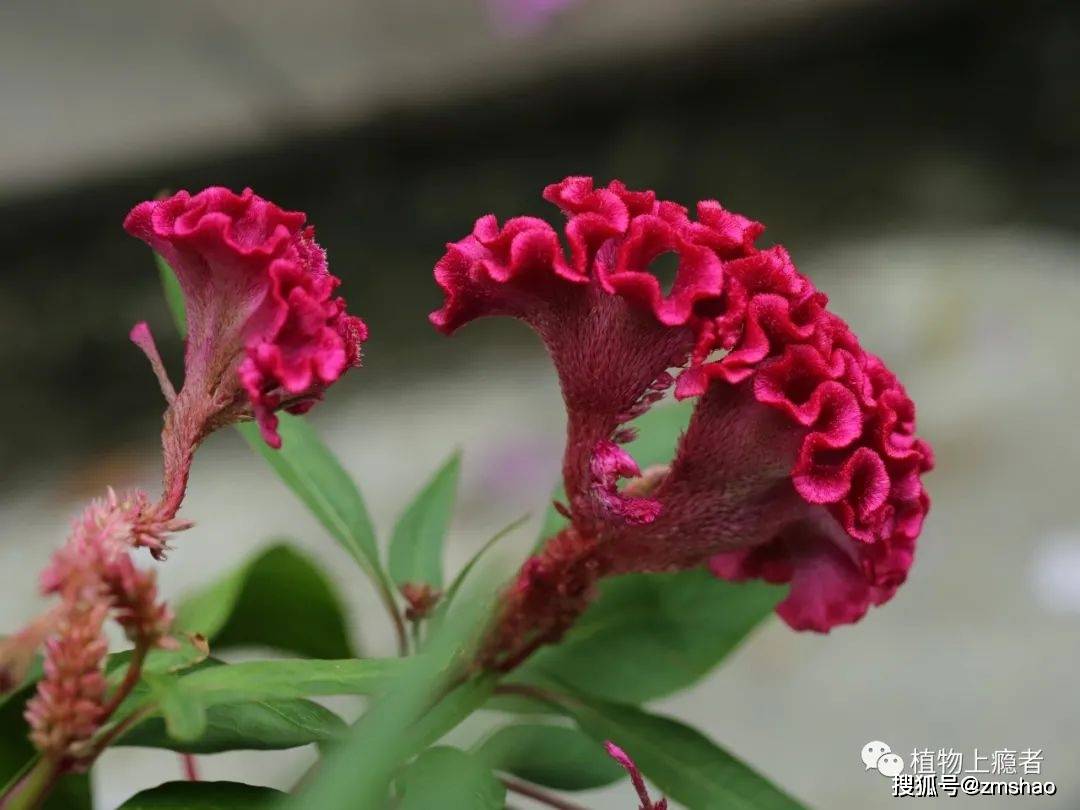 鸡冠花叶序图片