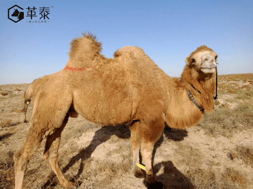 模式|用户内测：革泰神州8号牛羊马定位仪神奇的地方是什么