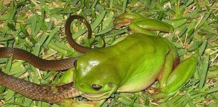 蛇是怎么挖洞的 5b4a19d981ad4367b7a76e9366875689.jpeg