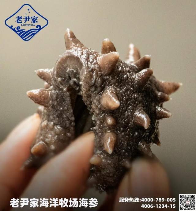 加工海参进入最忙季老尹家海洋牧场海参大丰收