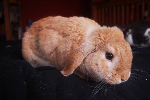 兔子可以吃什么蔬菜干 6f813b02af3e46988c04262471451739.jpeg