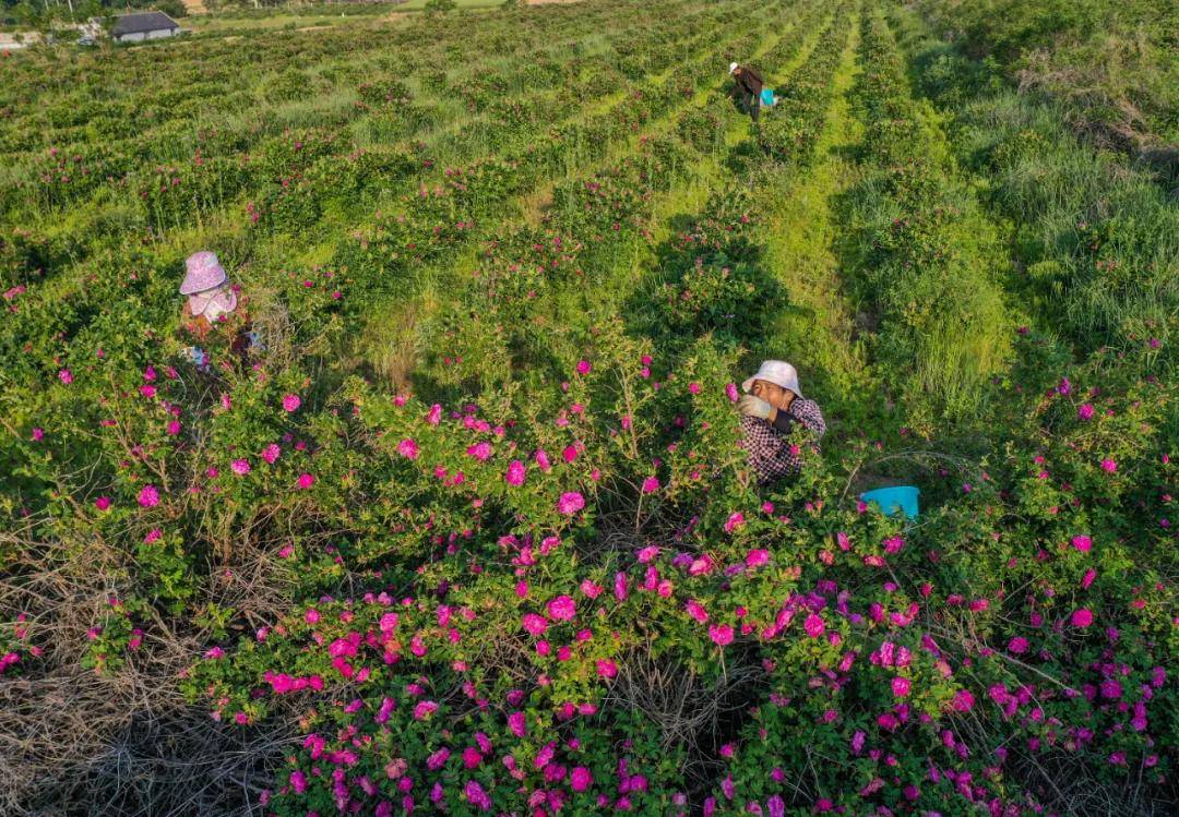 这就是山东荣成玫瑰美得醉人