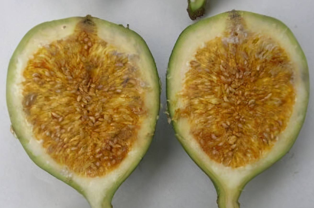 而这种水果长得像无花果一样,里面有很多果籽儿,果皮虽然厚,但是里面