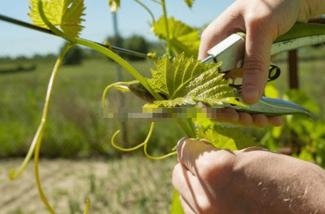 图文并茂!夏季葡萄高产剪枝的8个方法