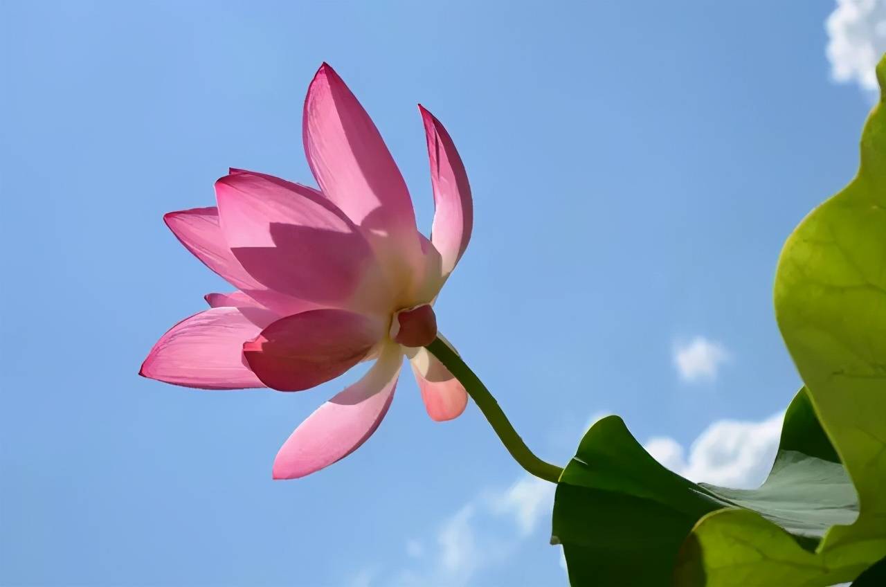 夏天荷花怎么拍荷花拍摄超级实用技巧收藏学习