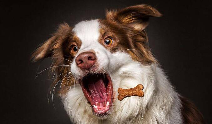 怎么才能让狗狗听从主人的命令 46d53bf4aaac4df7bba0a400d1d1fc8f.jpeg