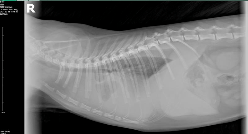 原创猫咪呼吸困难不容小觑与死神为伴的胸膜炎及时治疗是关键67